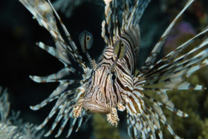 Fancy Fish (4-5 Years)
