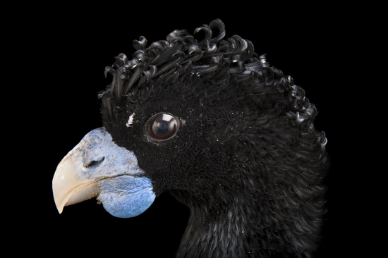 Blue-Billed Curassow - The Houston Zoo