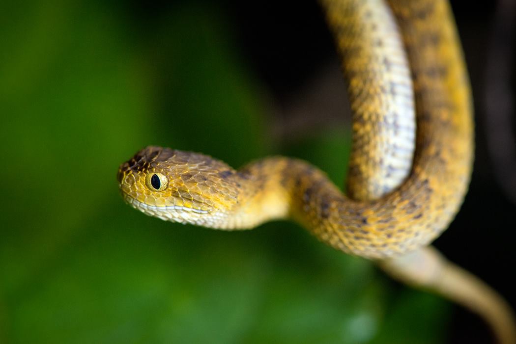 Venomous bush vipers from Africa, 3 species of Atheris snakes in