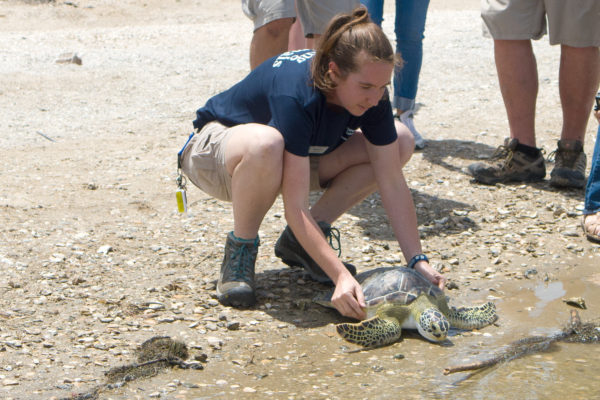 Houston Zoo Releases Sea Turtles Back into the Wild