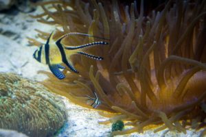 Teeny Tiny Baby Cardinalfish