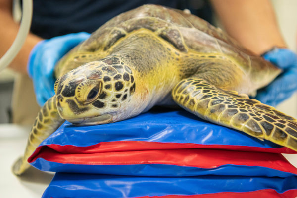 Cold Stunned Sea Turtles Rescued During Storm Uri