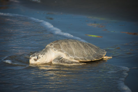 Good News: Four Ways the Houston Zoo Saves Wild Sea Turtles - The Houston  Zoo