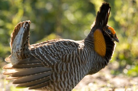 A male Attwater's prairie chicken