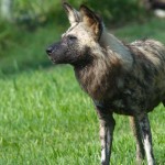 New Girls in Town! African Painted Dogs
