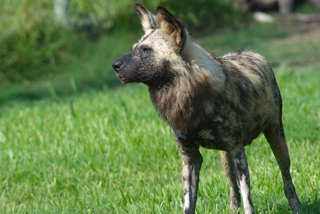 New Girls in Town! African Painted Dogs - The Houston Zoo