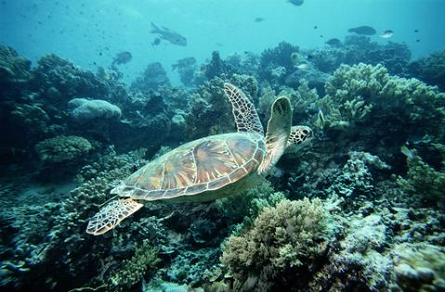 Sea_turtle_2