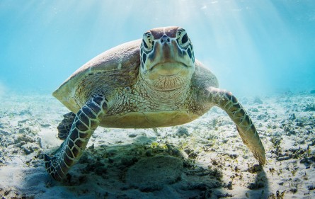 Sea-turtle-blog-pic-(istock-purchase)