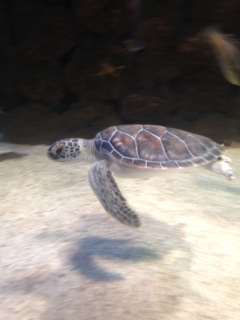 Come visit the Kipp Aquarium to see a wild green sea turtle being rehabilitated!