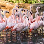 Big Birds