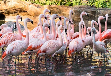 flock of chilean flamingos in water