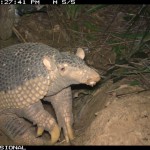 Saving Animals in the Wild at Hotel Armadillo