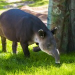 Celebrate Tapirs with the Houston Zoo