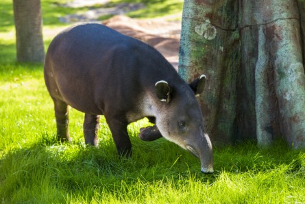 Bairds Tapir-0013-6217