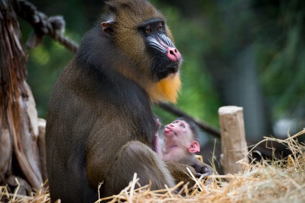 Mandrill Baby Dec 2014-0038-4599