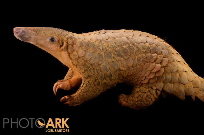 up-close shot of pangolin mammal