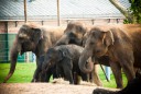 Zoo Surpasses Previous Attendance Record in 2015