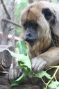 Year of the Monkey: October