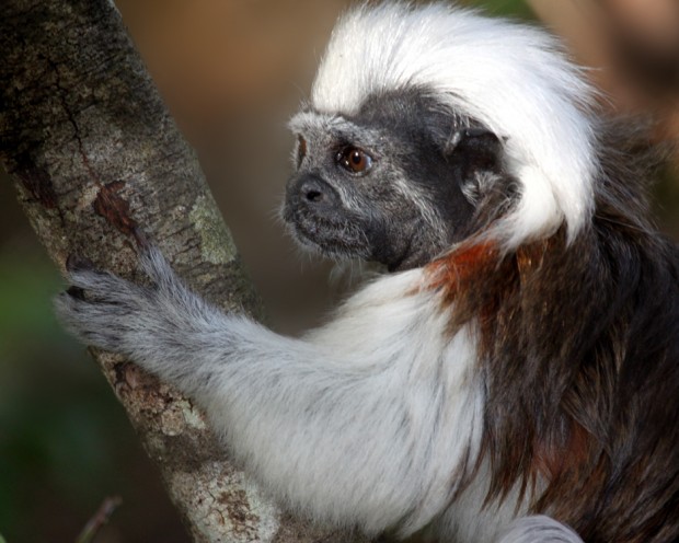 Cotton-top tamarin, which Proyecto Titi works to protect in the wild in Colombia