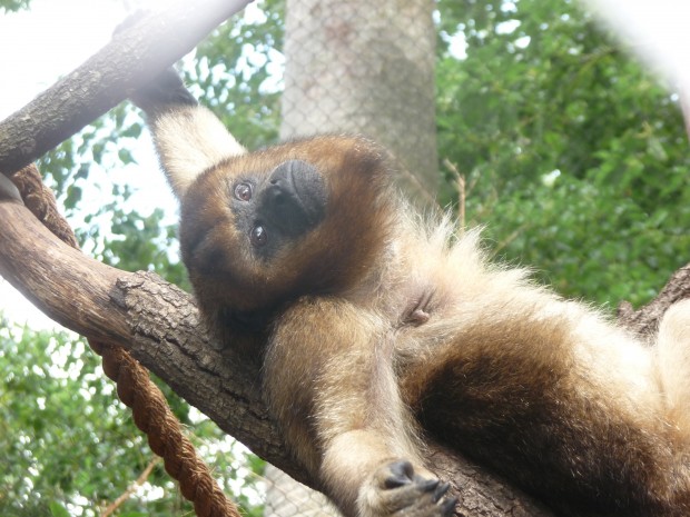 Garcia howler monkey