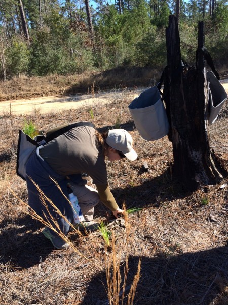 Zoo staff member, Andrea, places long-leaf pine seedlings in the ground.