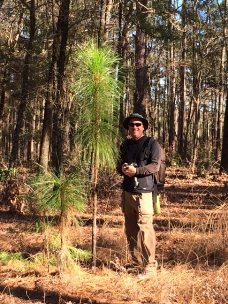 Zoo staff member, John, next to a growing long-leaf pine tree. 