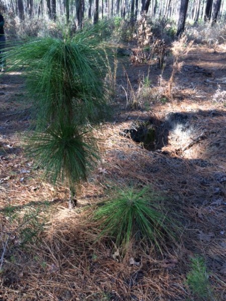 2 stages of long-leaf pine growth. 