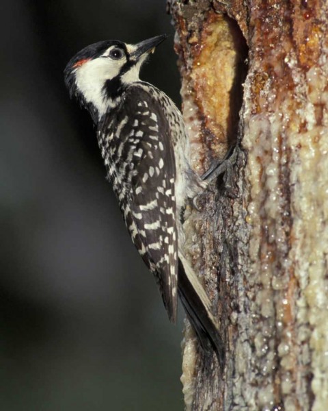 Red-cockaded woodpecker. Photo courtesy of Audubon. 