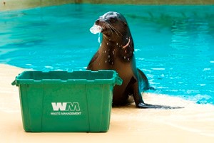 Sea Lion Recycling