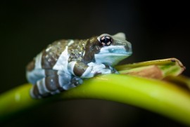 amazon milk frog