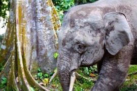 borneo elephant