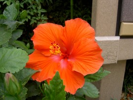 hibiscus rosa-sinensis