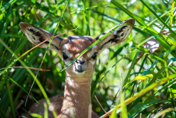 Baby Gerenuk January-0018-2377