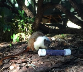 Pied tamarin Ricardo using a worm feeder