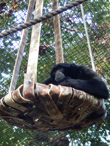 Siamang Berani using a spinning hoop hammock