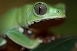 giant waxy monkey tree frog