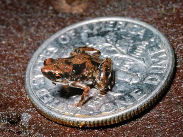 Photo credit: Christopher Austin, Louisiana State University via National Geographic