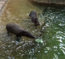 Babirusa swimming