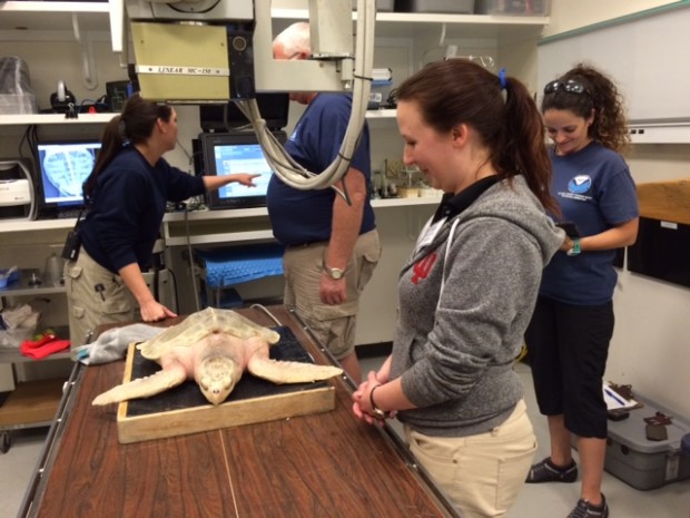 Wild Sea Turtles Receive Care at Houston Zoo Vet Clinic - The Houston Zoo