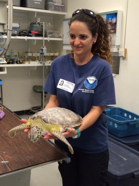 A green sea turtle getting medical care at the Houston Zoo
