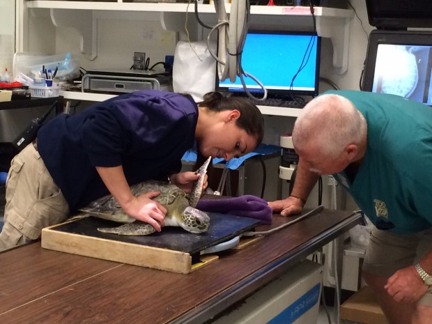 A green sea turtle is checked by Houston Zoo Vet staff