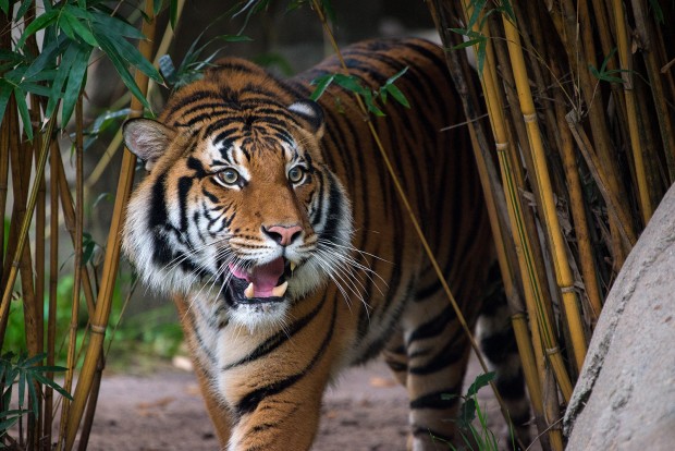 © Stephanie Adams, Houston Zoo