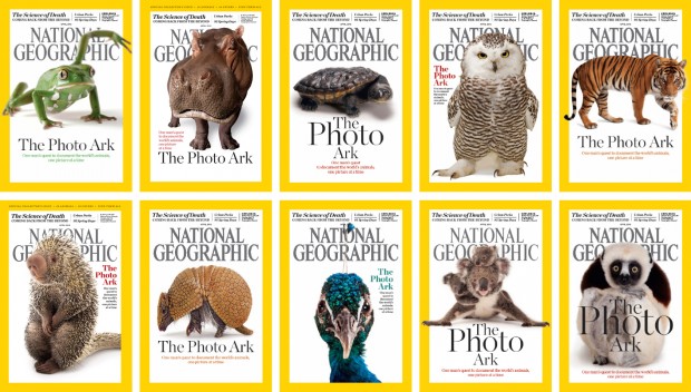  ©National Geographic  Top row, from left: waxy monkey tree frog, hippopotamus, Reimann’s snake-necked turtle, snowy owl, Malayan tiger. Bottom row, from left: Brazilian porcupine, southern three-banded armadillo, Indian peafowl, mother and baby koalas, Coquerel’s sifaka.