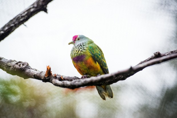 A beautiful Mariana Fruit Dove. Photo courtesy of Stephanie Adams, Houston Zoo.