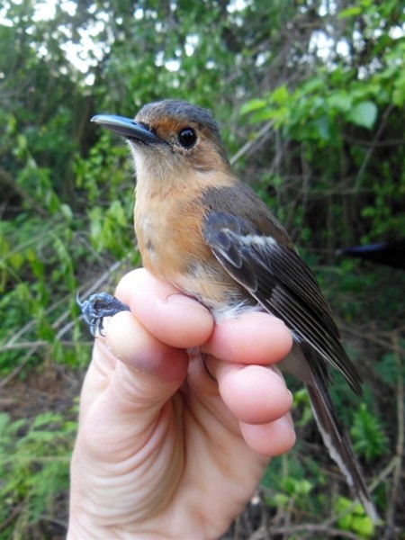 Tinian Monarch, photo courtesy of the Memphis Zoo