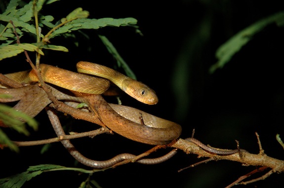 Brown tree snake. Photo courtesy of Smithsonian.com, Isaac Chellman