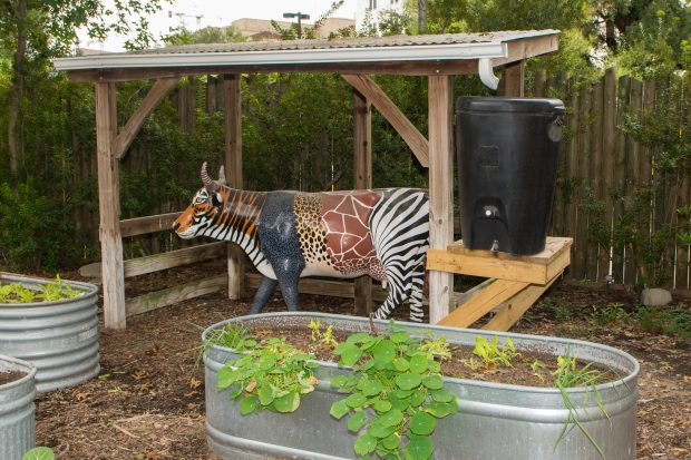 Children's Zoo rain barrel in the produce garden. Water collected here is reused on nearby plants.