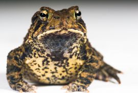 Local wildlife like the critically endangered Houston toad can benefit when we reuse water.