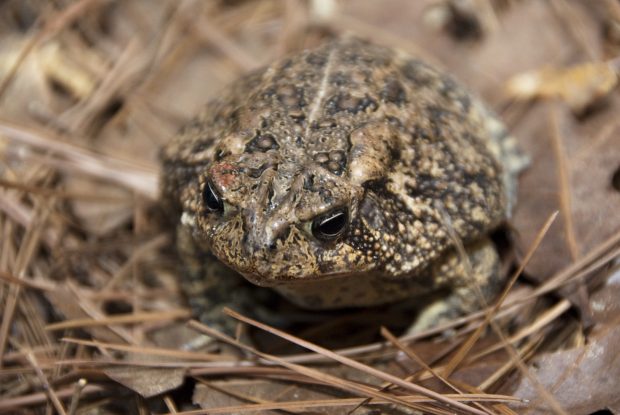 A Houston toad-a native Texas species, only found in tiny pockets of land in our state. Amphibians are critical bio-indicators, they alert us of potential issues in an ecosystem far earlier than other species.