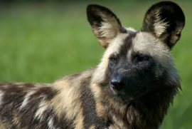 African Wild Dogs